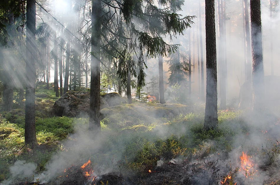 Waldbrand Gefahr